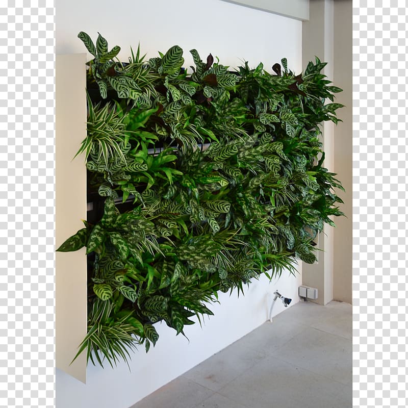 Flowerpot Green wall Garden Houseplant, plant transparent background PNG clipart