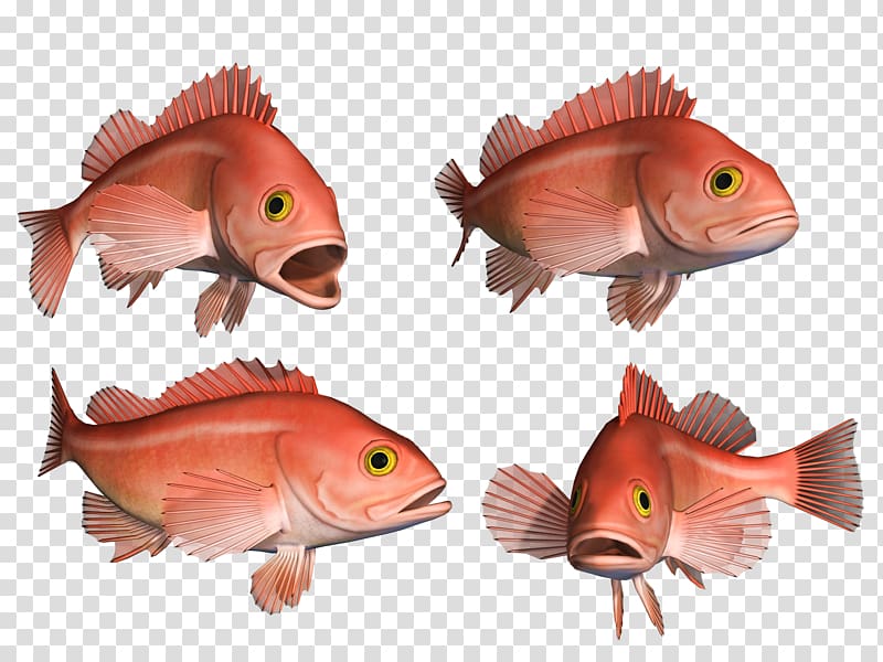 Northern red snapper Goldfish Coral reef fish Marine biology, fish transparent background PNG clipart