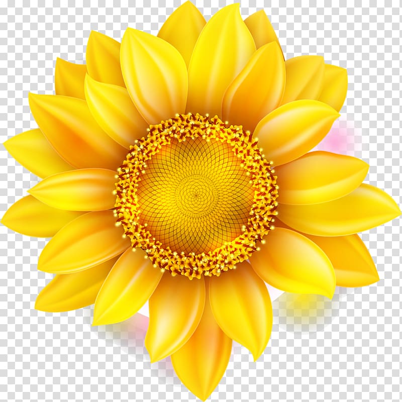 yellow sunflower in bloom art, Flower Chrysanthemum, Yellow sunflower transparent background PNG clipart