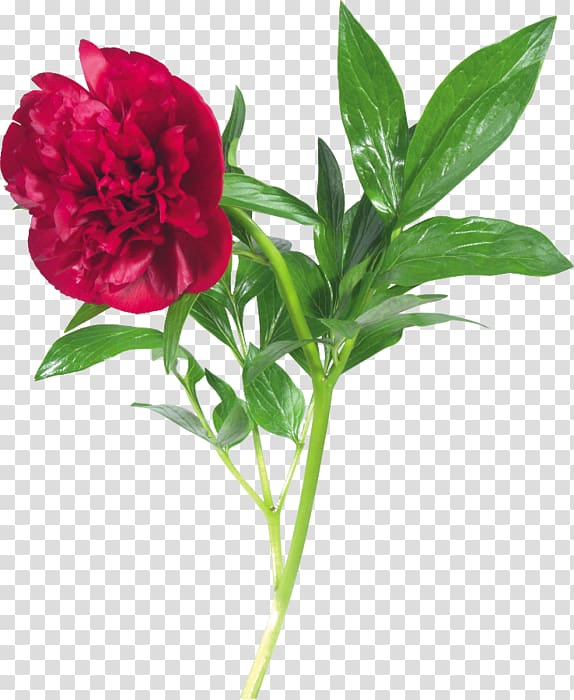 Flower Peony , flower transparent background PNG clipart