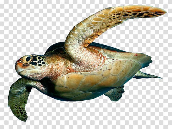 Loggerhead sea turtle Desktop Reptile, turtle transparent background PNG clipart