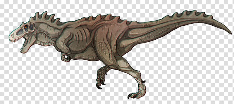 Tyrannosaurus Albertosaurus Dilong Teratophoneus Pachyrhinosaurus, thanks for 1000 likes transparent background PNG clipart