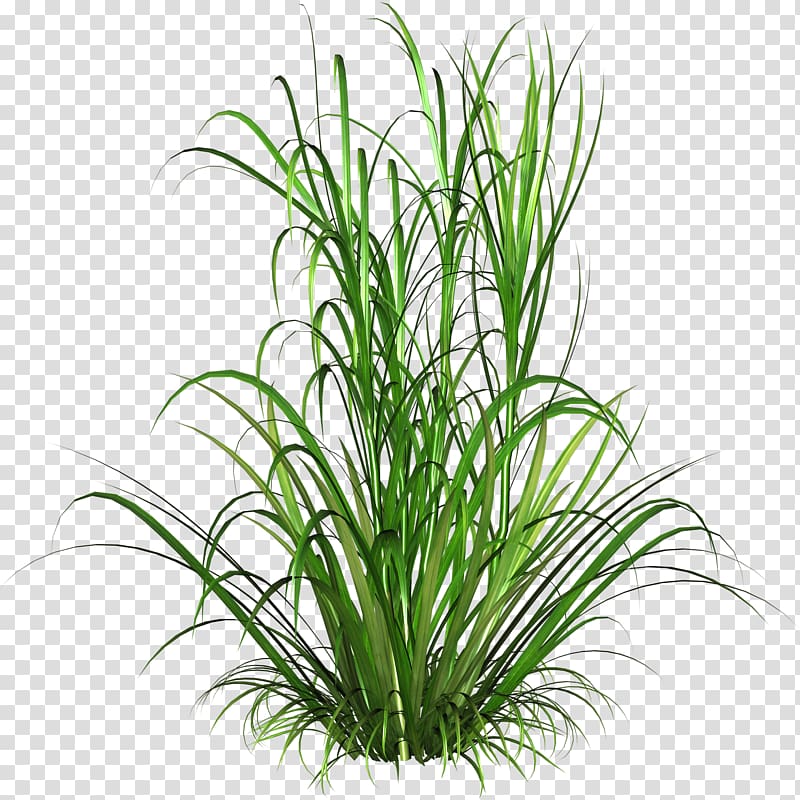 Ammophila Mitigation banking , grass transparent background PNG clipart