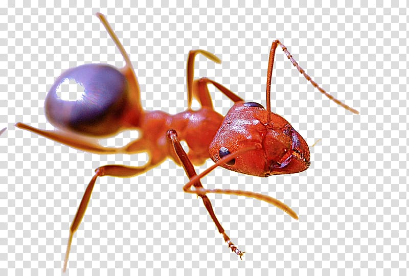 Red imported fire ant Pest control Red harvester ant Insect, Red Ants transparent background PNG clipart