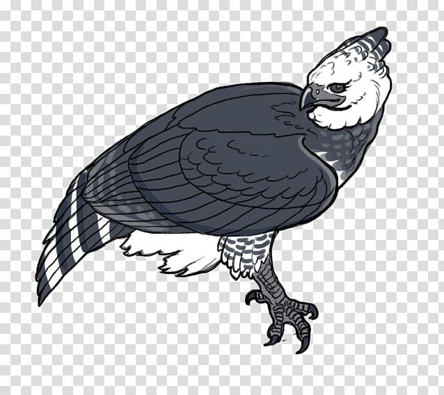 Vulture Harpy Eagle, eagle transparent background PNG clipart
