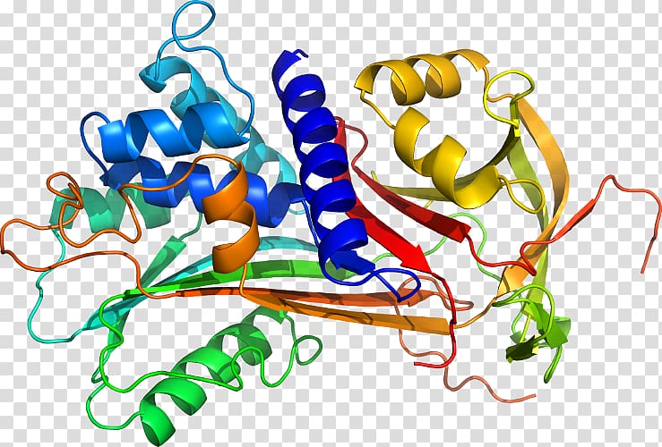 Alpha-1-proteinase inhibitor Alpha 1-antitrypsin deficiency Protein structure, Flap Structurespecific Endonuclease 1 transparent background PNG clipart