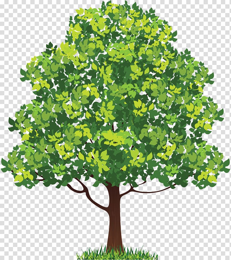 Neem Tree , feminine transparent background PNG clipart