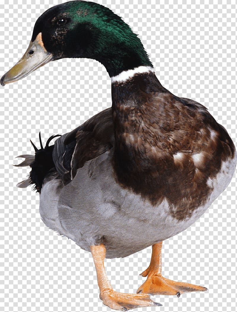green and black mallard duck illustration, Green Duck transparent background PNG clipart