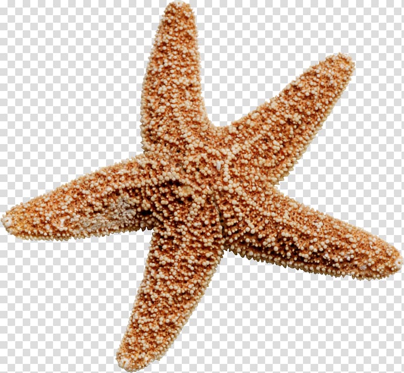 Starfish transparent background PNG clipart