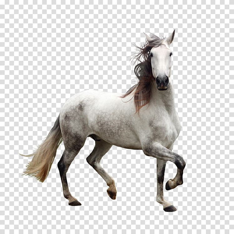 Andalusian horse Gray, Animal horse transparent background PNG clipart