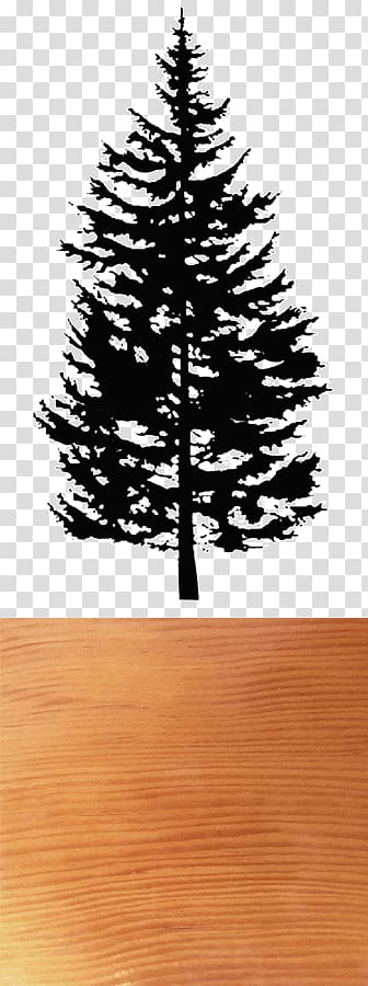 Spruce Fir Pine Drawing, douglas fir transparent background PNG clipart