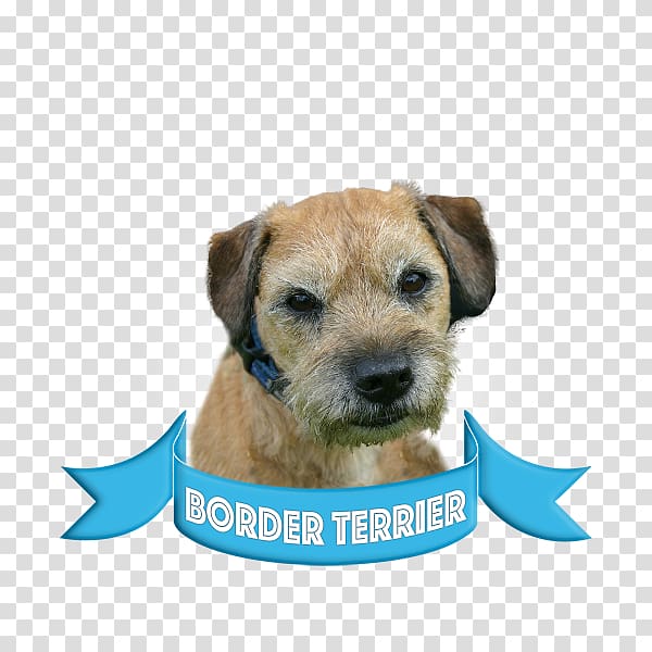 Border Terrier Lakeland Terrier Boston Terrier Bull Terrier Dog breed, puppy transparent background PNG clipart