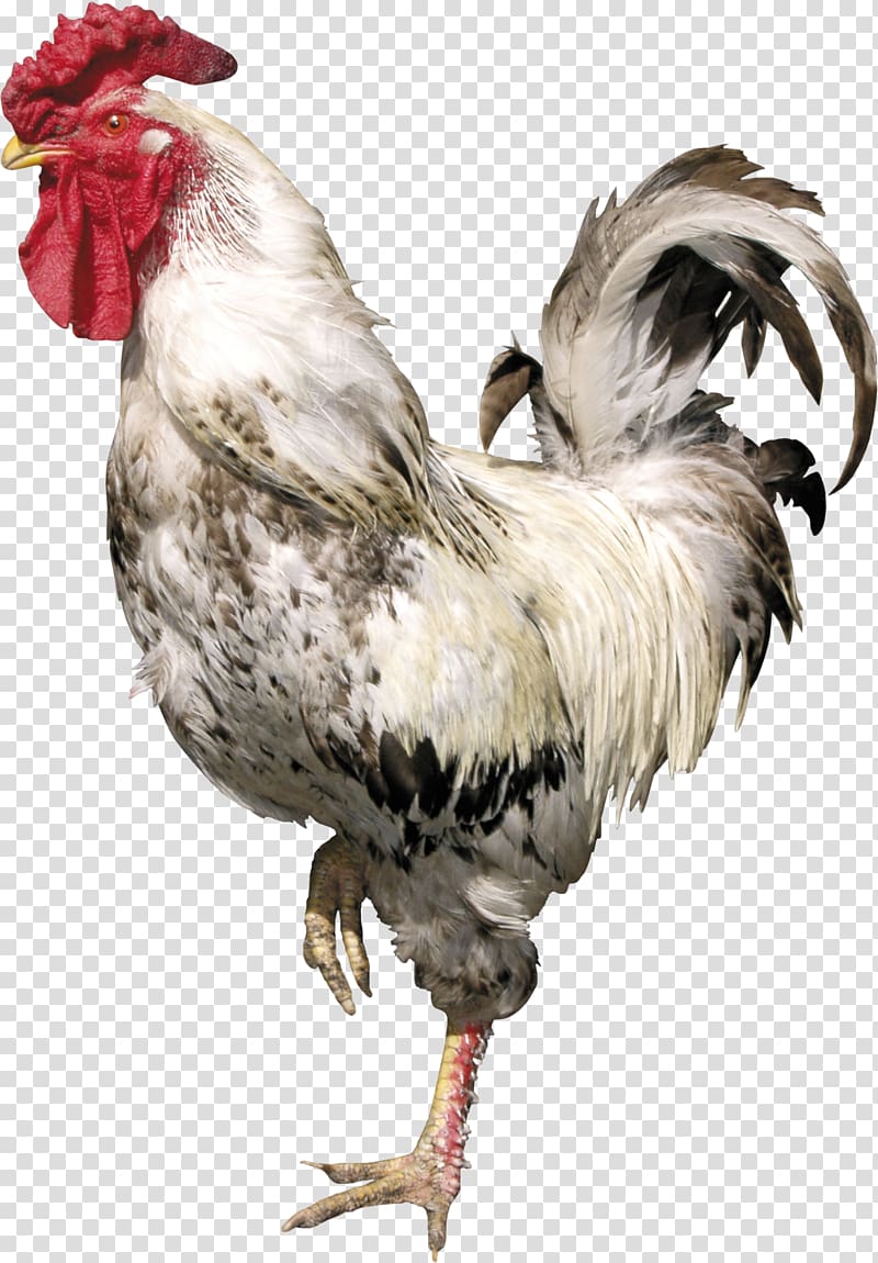 Rooster Bird Chicken , Cock transparent background PNG clipart
