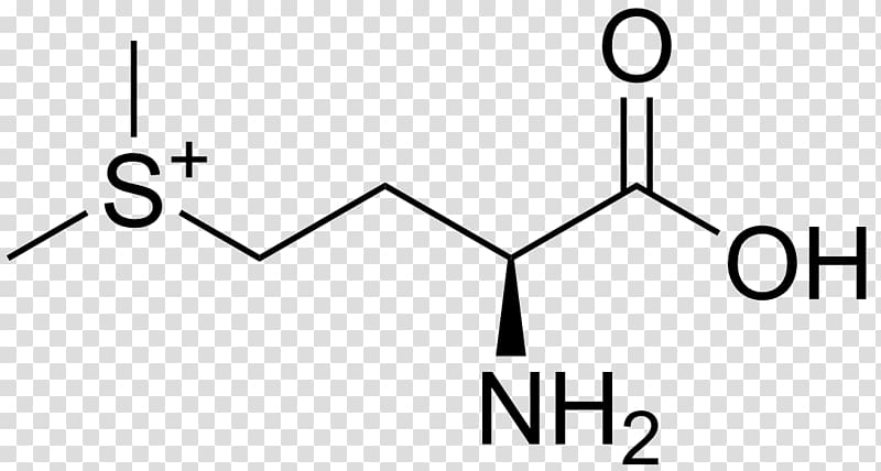 Histidine Amino acid Arginine Valine Phenylalanine, others transparent background PNG clipart