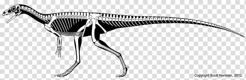 Eoraptor lunensis Velociraptor Eodromaeus Herrerasaurus Chindesaurus, dinosaur transparent background PNG clipart