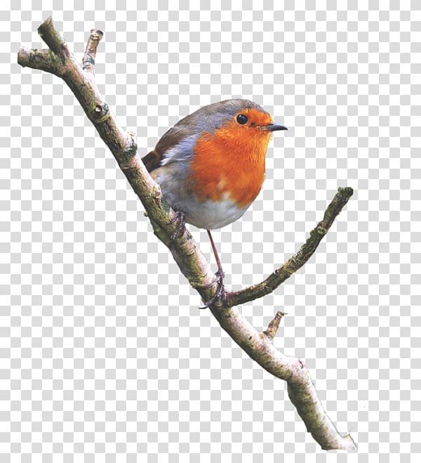 Bird European robin American robin, pouring transparent background PNG clipart