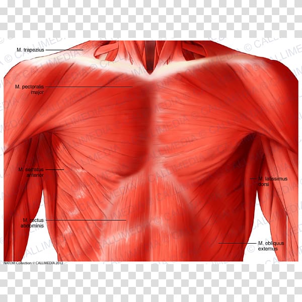 Thorax Muscular system Muscle Human anatomy Abdomen, others transparent background PNG clipart