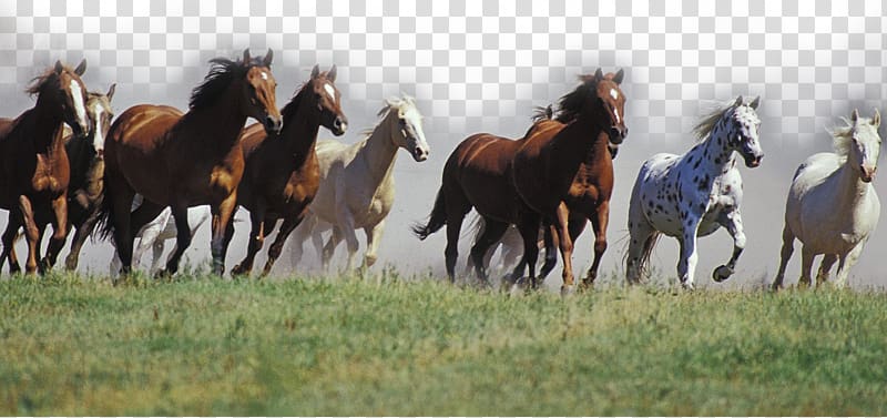 white and brown horses running on grass field, Mustang American Quarter Horse Arabian horse Andalusian horse Thoroughbred, horse transparent background PNG clipart