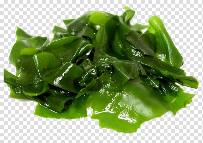 Algae Edible seaweed Food Eating, algae transparent background PNG clipart