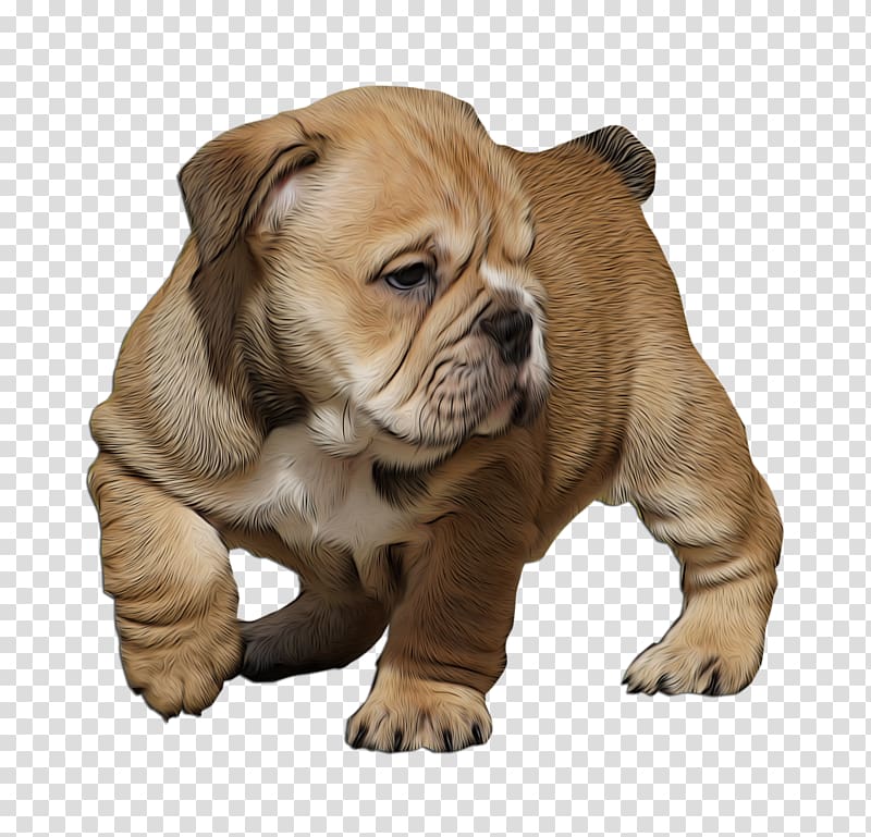 Valley Bulldog Olde English Bulldogge Dorset Olde Tyme Bulldogge Toy Bulldog Australian Bulldog, puppy transparent background PNG clipart
