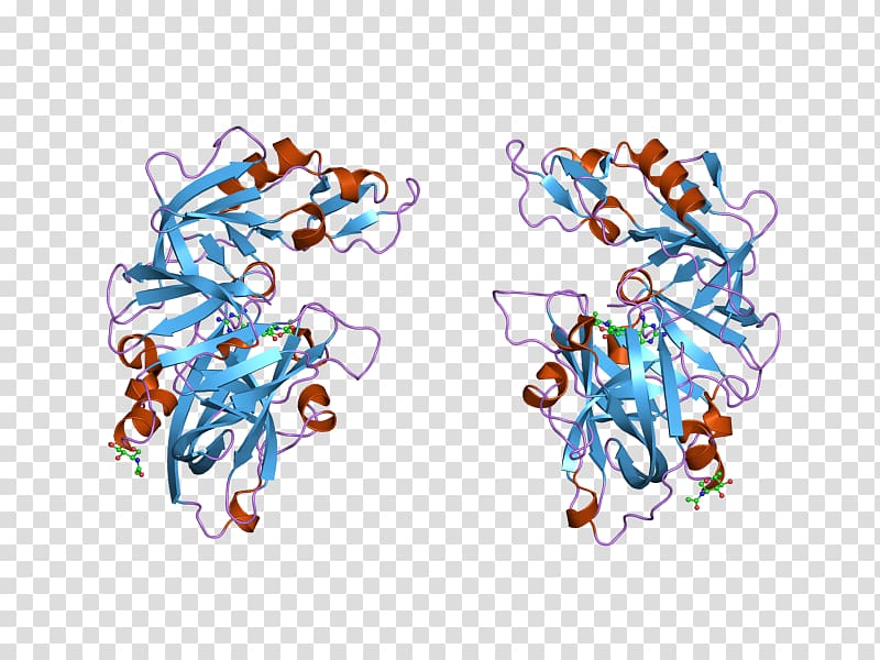Renin–angiotensin system Introduction to protein structure Angiotensinogen, others transparent background PNG clipart