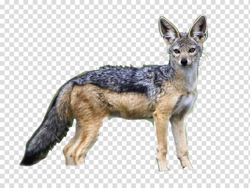 Jackal Coyote Canidae Maasai Mara Dog, watching transparent background PNG clipart