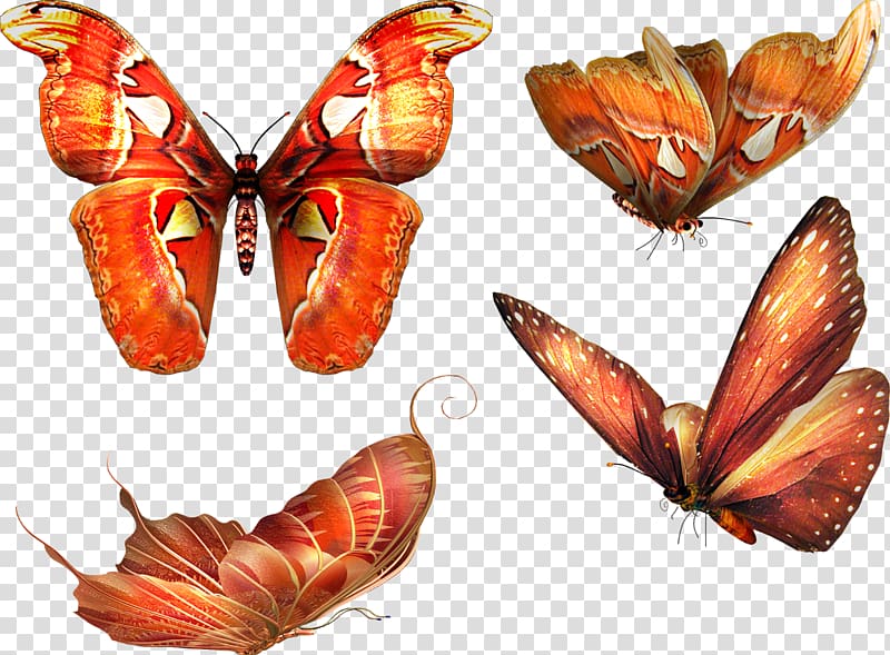 Papillon dog Butterfly, butterfly transparent background PNG clipart