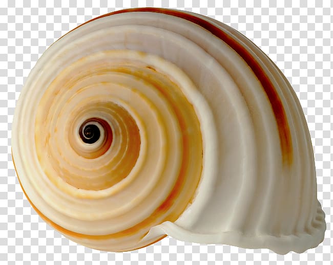 Seashell Royal Dutch Shell , seashell transparent background PNG clipart