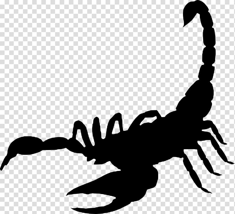 Scorpion sting The Scorpion, Scorpion transparent background PNG clipart
