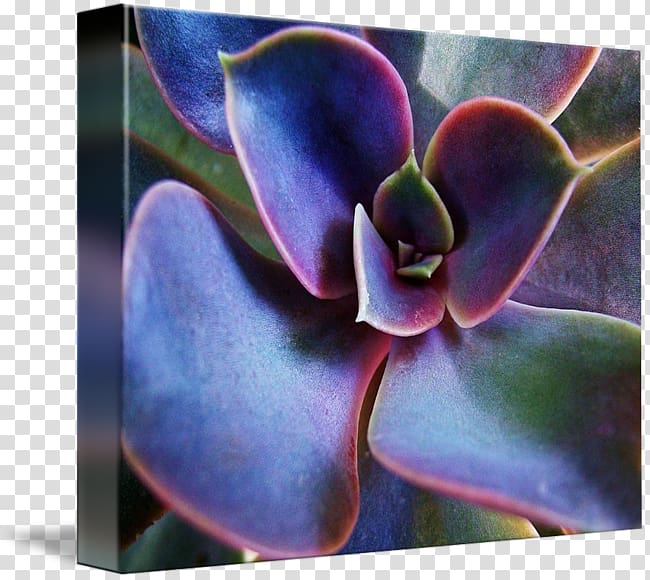 Painting Color Work of art Canvas print, succulent border transparent background PNG clipart