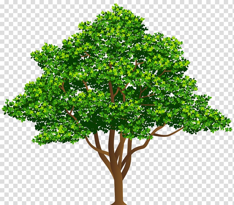 Tree , love tree transparent background PNG clipart