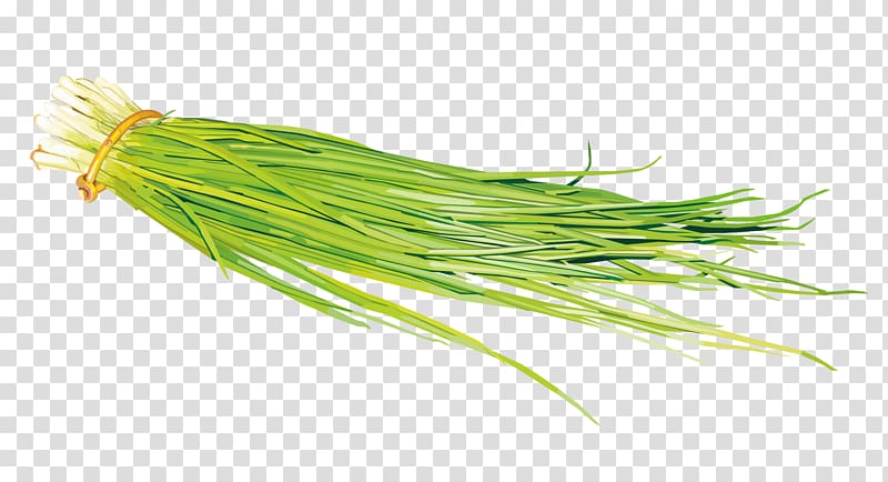 Onion Painting Vegetable Scallion, onion leaves transparent background PNG clipart