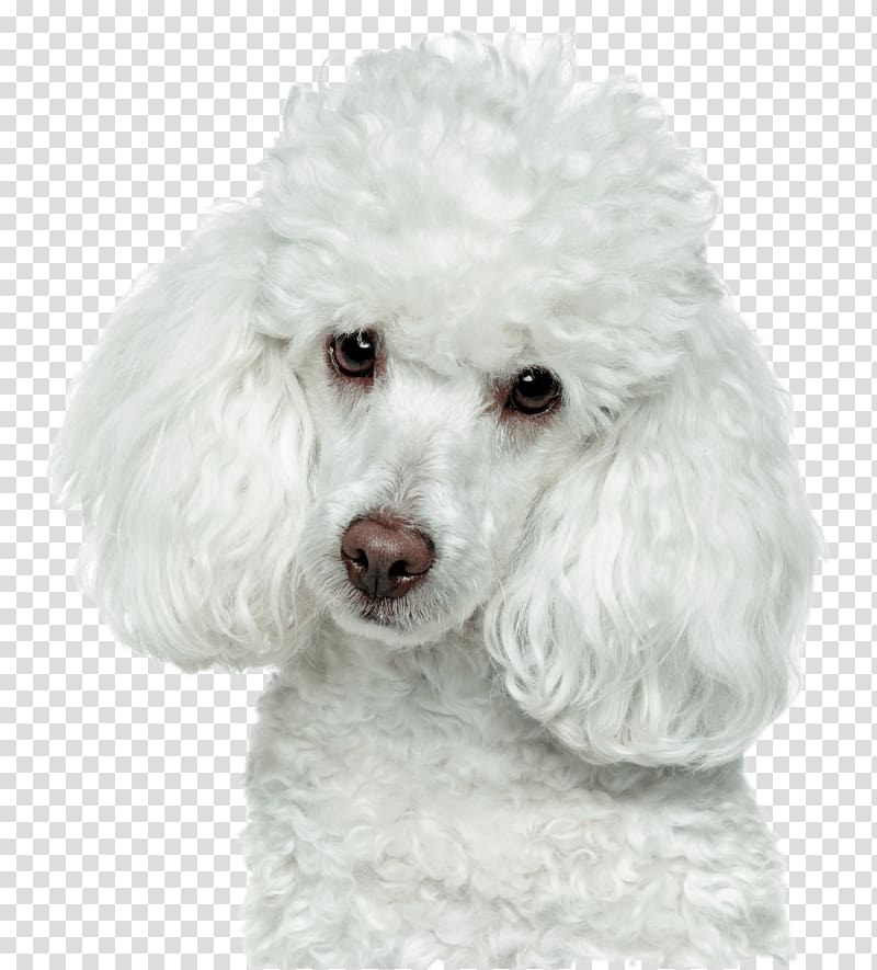 white toy poodle illustration, Toy Poodle Maltipoo Golden Retriever Puppy, poodle transparent background PNG clipart
