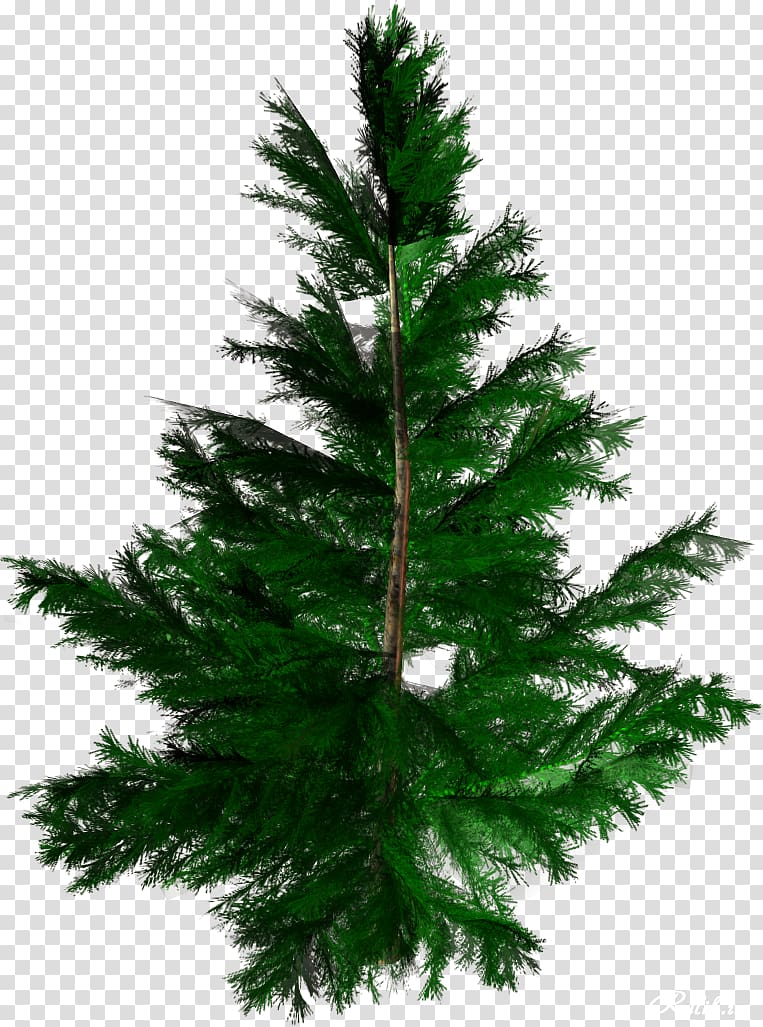 Tree Conifers Spruce Fir Woody plant, vigor green trees transparent background PNG clipart