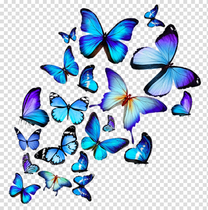 hd butterflies transparent background PNG clipart
