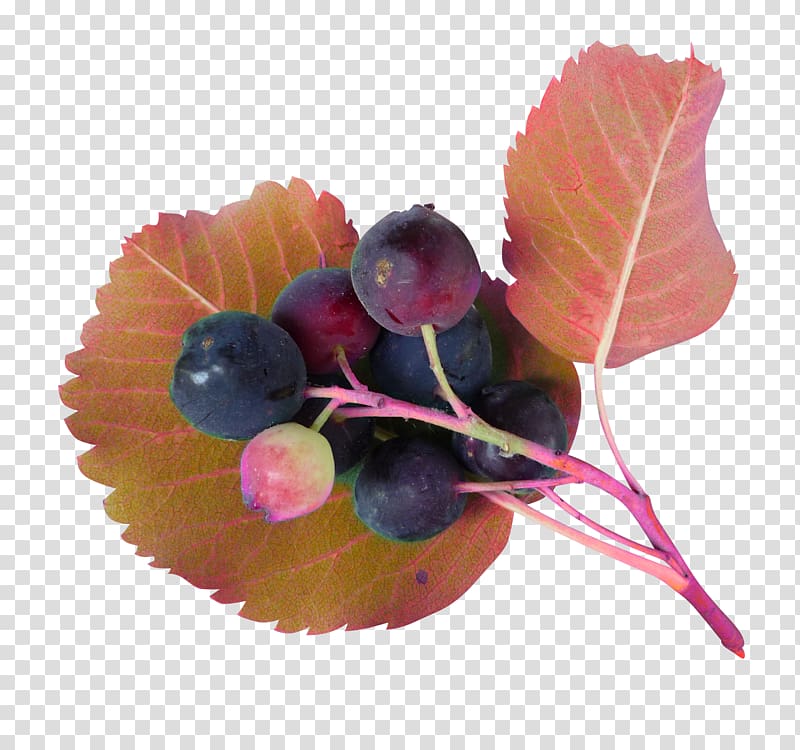 Juice Grape Blueberry, Beautiful blueberry juice transparent background PNG clipart
