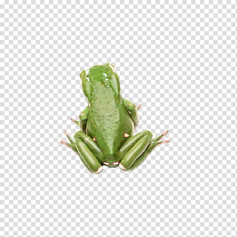 Tree frog Amphibian Toad, Green frog transparent background PNG clipart