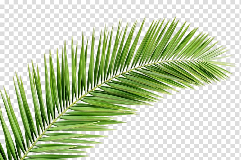 Palm trees Palm branch Palm-leaf manuscript, Leaf transparent background PNG clipart