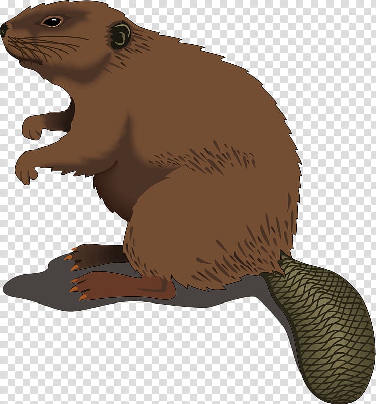 Beaver , beaver transparent background PNG clipart