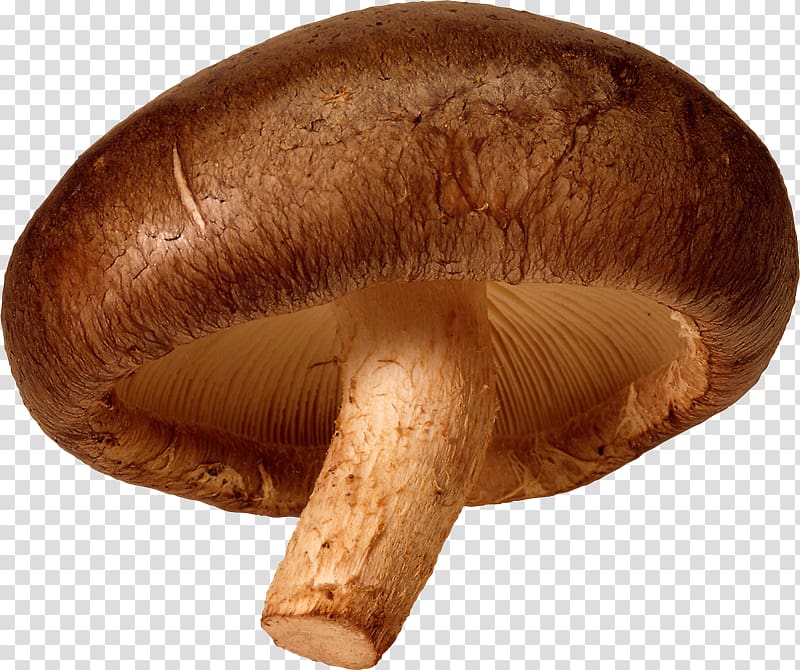 Edible mushroom Shiitake, mushroom transparent background PNG clipart