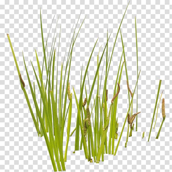worms on grass , Aquatic Plants Cattail Grasses, Aquatic plants transparent background PNG clipart