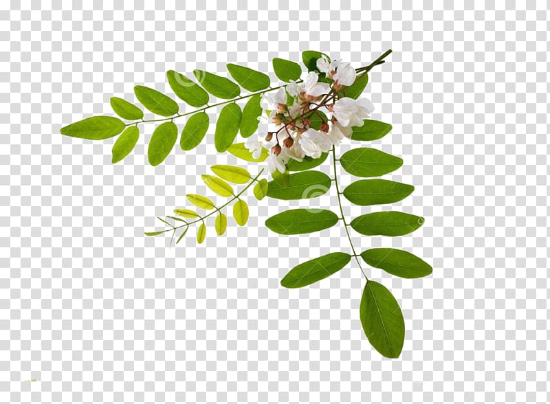 Persian silk tree Flower Black locust Leaf, flower transparent background PNG clipart