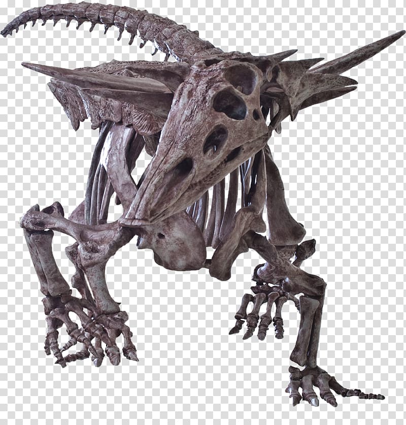 Desmatosuchus Postosuchus Chinle Formation Petrified Forest National Park Skeleton, Skeleton transparent background PNG clipart