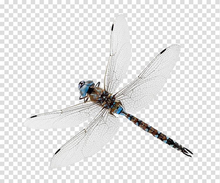 Insect New Oxford American Dictionary Dragonfly Damselfly My Father Was A Pilot, dragon fly transparent background PNG clipart