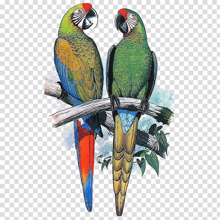 Parrot Cushion Throw Pillows Chair, One pair of parrots transparent background PNG clipart