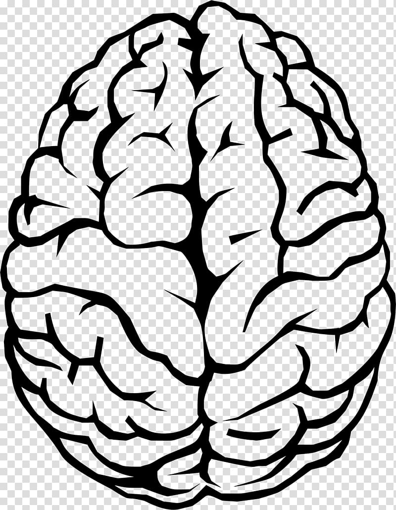 Human brain Drawing , Brain transparent background PNG clipart