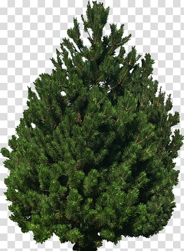 Spruce Fir Pine Cupressaceae Evergreen, christmas tree transparent background PNG clipart