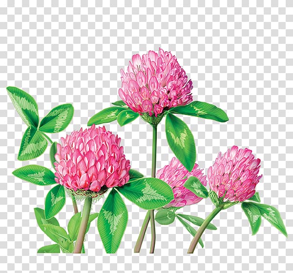 Herbal tea Red Clover Dietary supplement Herbal tea, Water Color Flowers transparent background PNG clipart