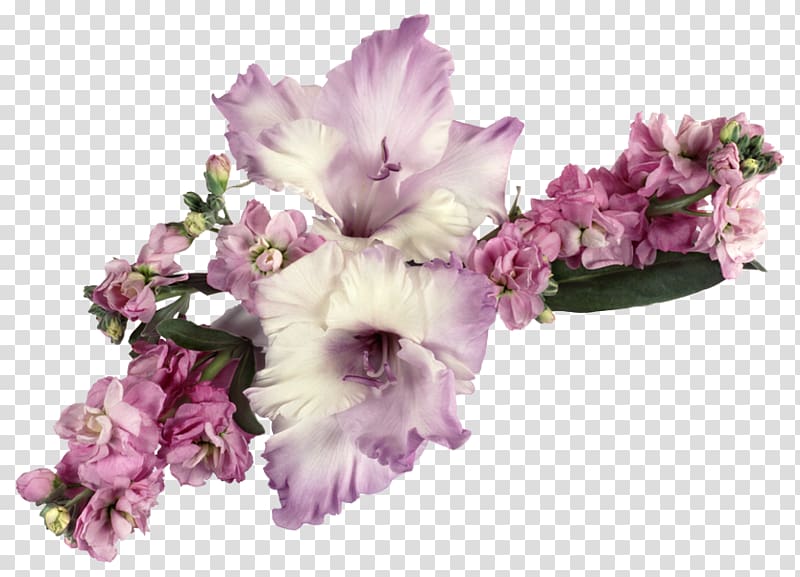 Greeting & Note Cards Ansichtkaart Friendship Gratitude Birthday, gladiolus transparent background PNG clipart