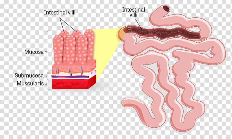 Intestinal villus Small intestine Lumen Gastrointestinal tract Large intestine, small intestine transparent background PNG clipart